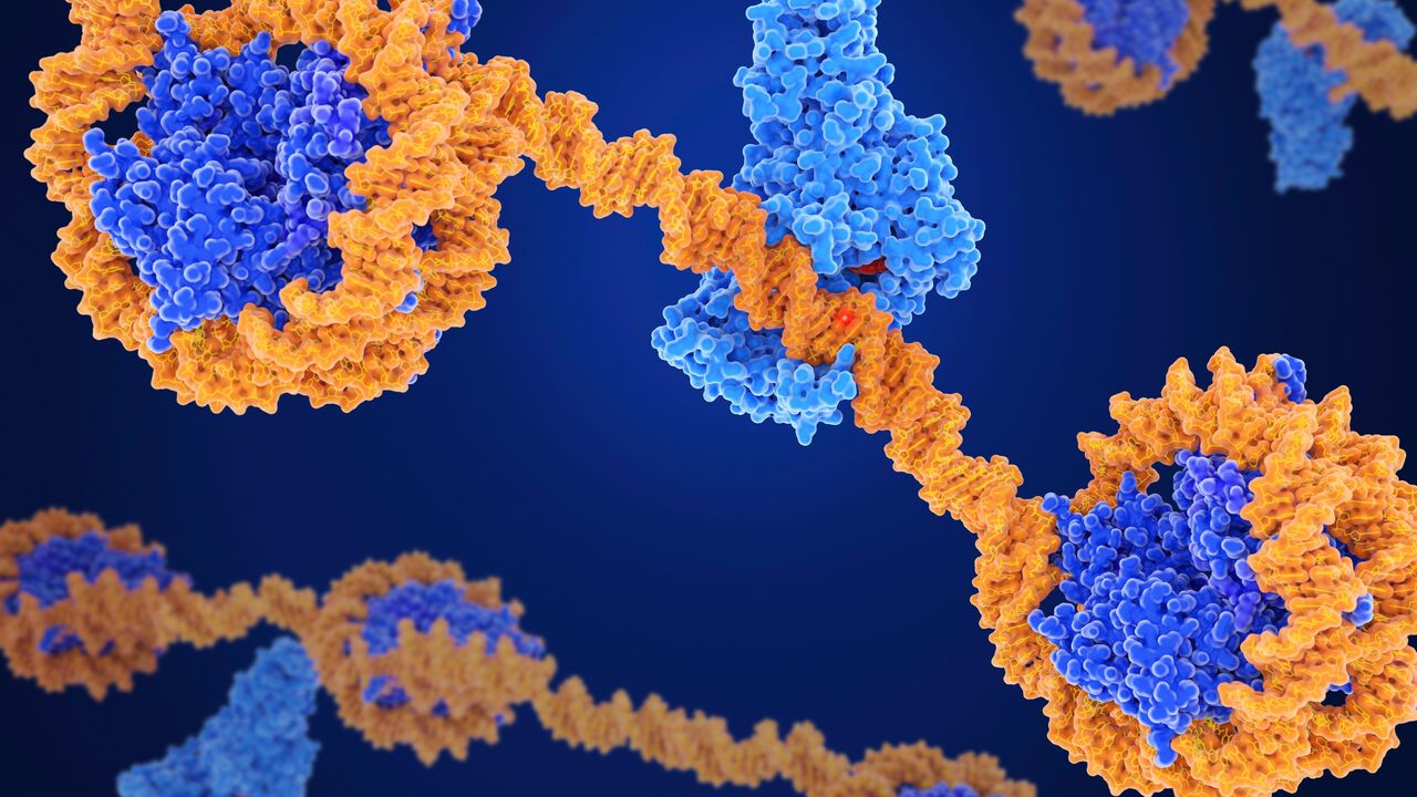 Molecular model of DNA methyl transferase-1 (DMNT1, blue) complexed with DNA (deoxyribonucleic acid, orange).