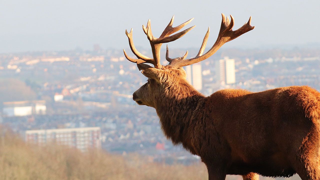 Stag overlooking the Bristol skyline