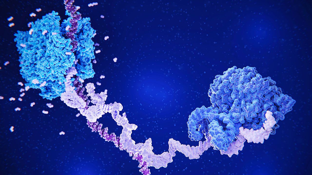 At left RNA (ribonucleic acid) polymerase (light blue) is transcribing DNA (dark violet) to pre-mRNA (messenger RNA, light violet).