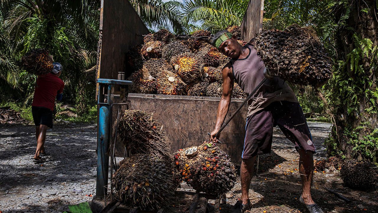 Workers loading oil palm tree fruits onto a truck on May 09, 2026 in North Sumatra, Indonesia. 