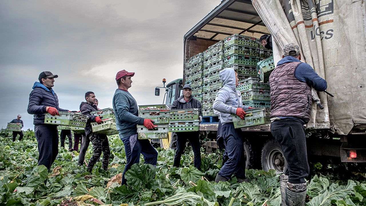 Romania Seasonal workers at E Oldroyd and Sons Farm, which supplies Rhubarb and Strawberries to Sainsbury’s Supermarket.