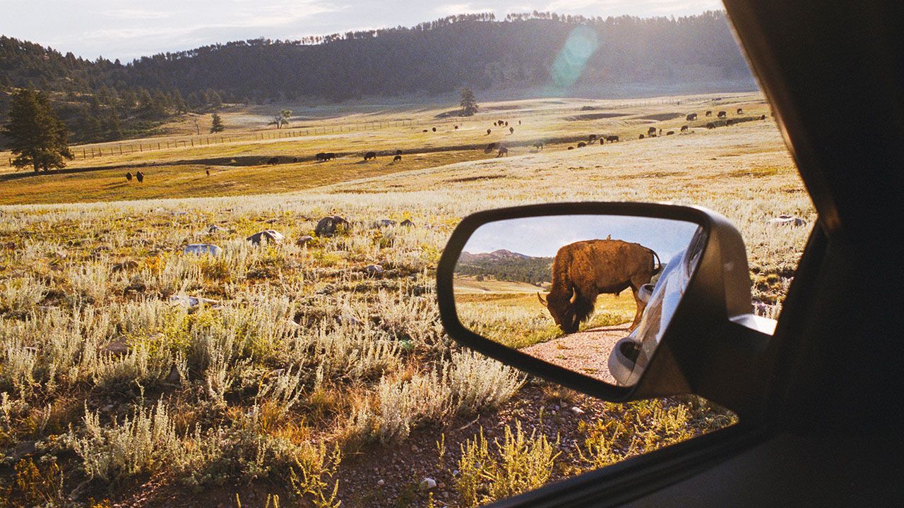 A Bison is seen in a wing mirror, Wind Cave National Park, South Dakota.