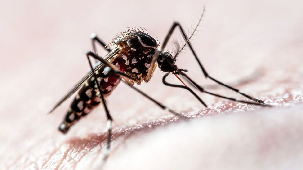 Close-up of a mosquito biting human skin