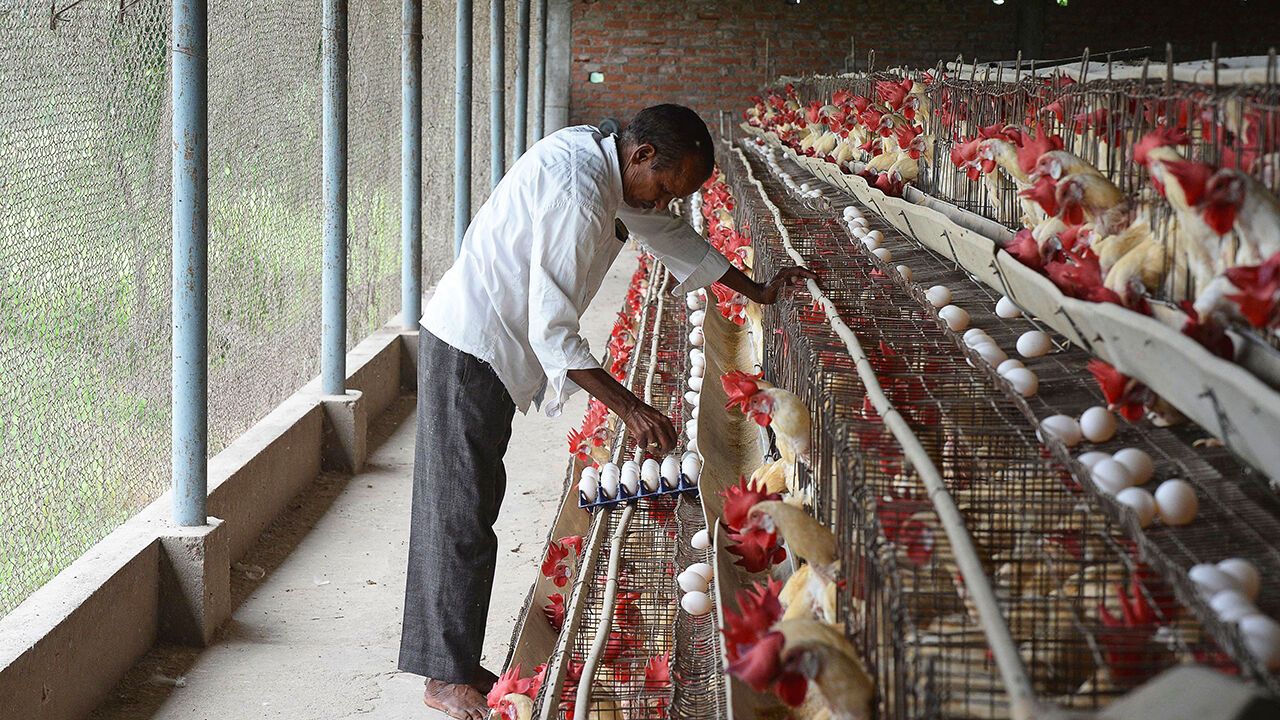 A poultry farmer collects eggs at his farm on the outskirts of Hyderabad on September 18, 2020.