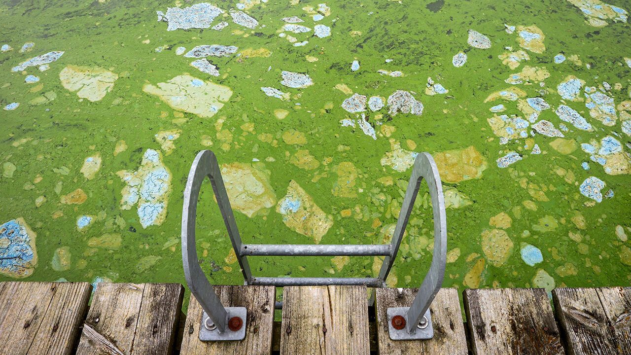 Blue-green algae infested water in Battery Harbour on the shores of Lough Neagh, in Northern Ireland