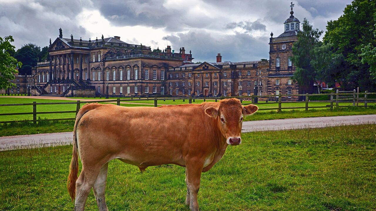 A cow in front of Wentworth Woodhouse in South Yorkshire