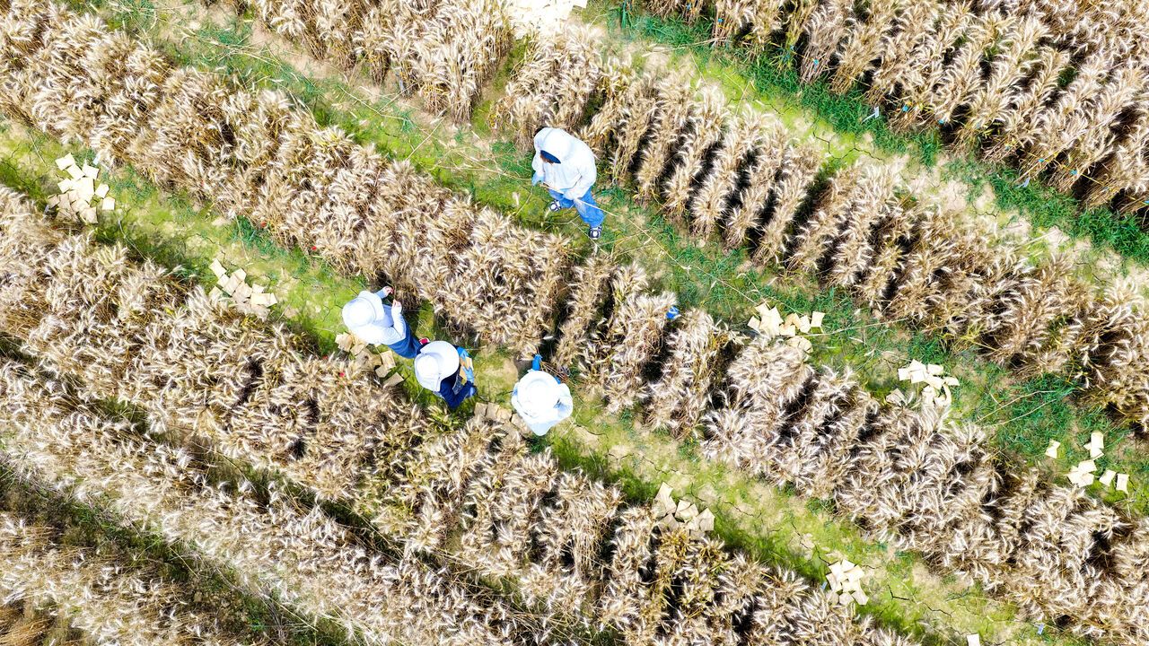 Agricultural researchers harvested wheat in the experimental fields