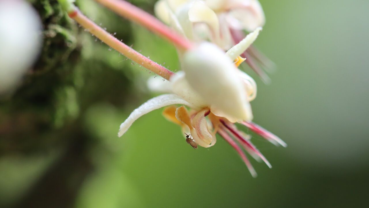 Biting midge on a cacao flower.