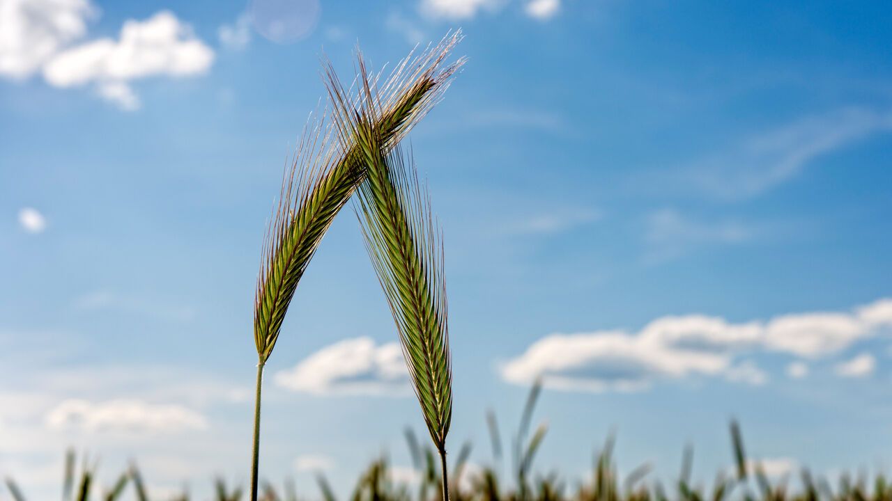 Two Barley Ears