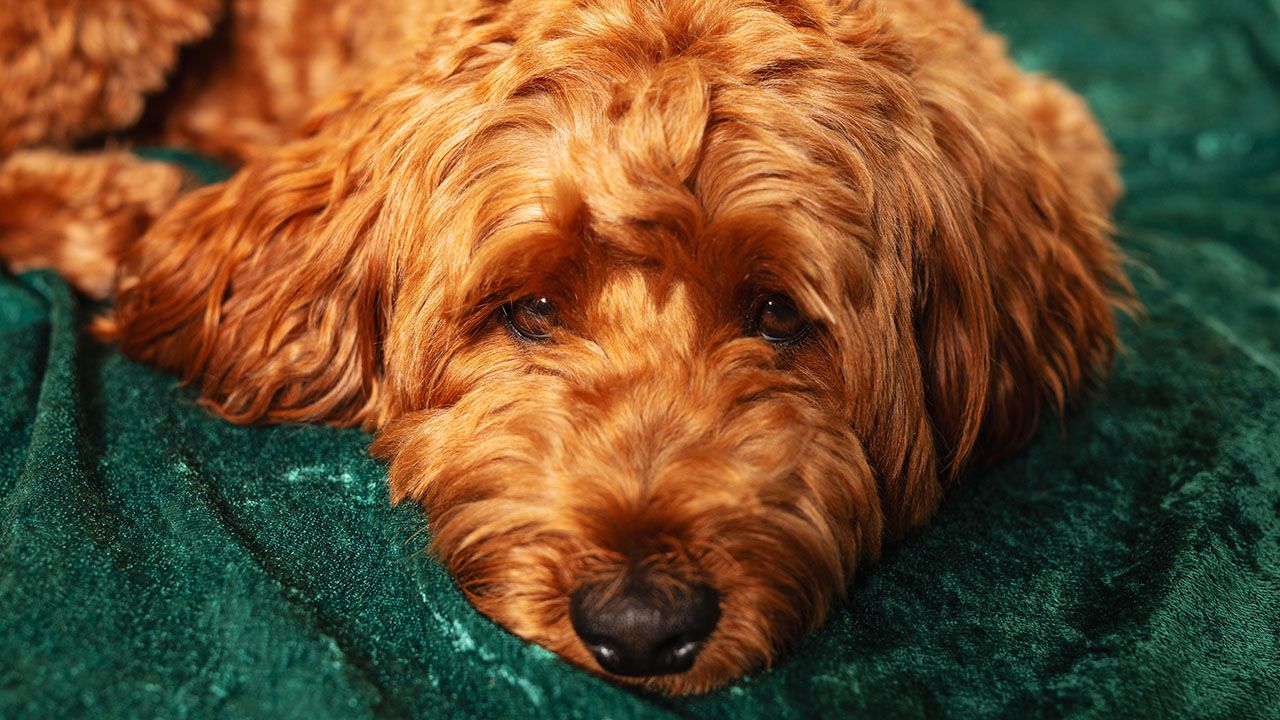 A Goldendoodle.