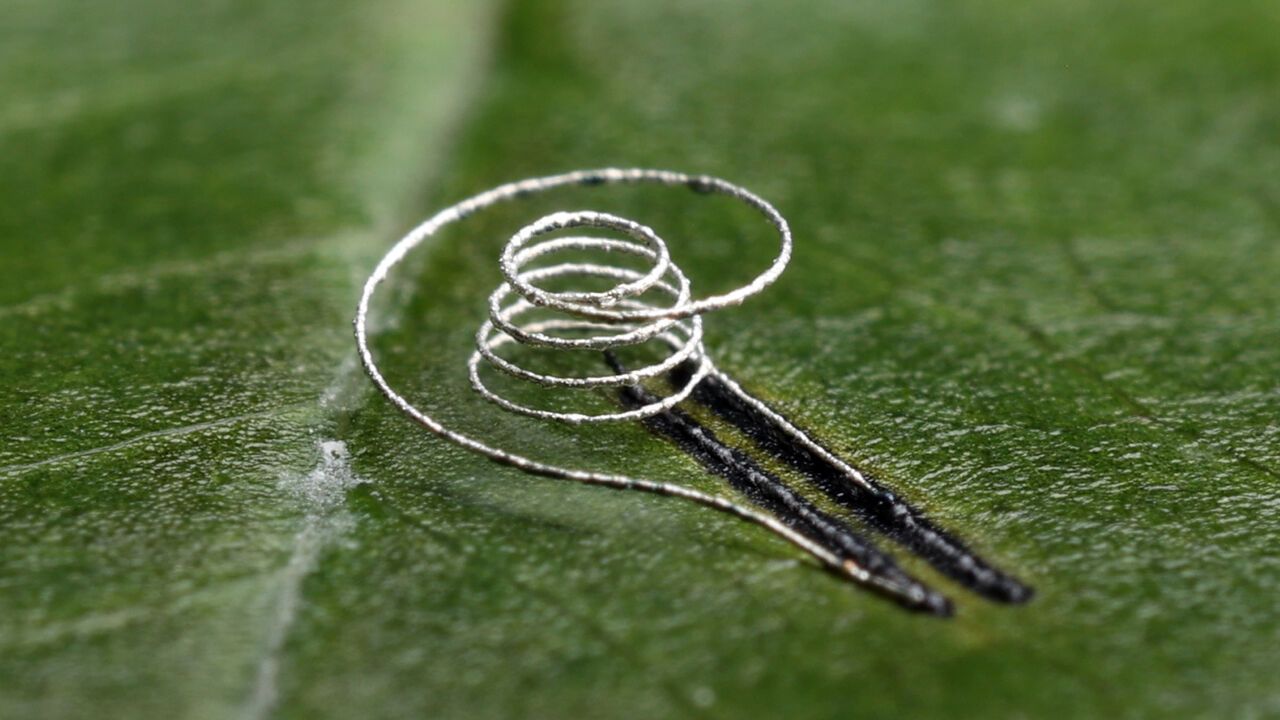 Photograph showing a wireless humidity sensor printed on a leaf using NFP.