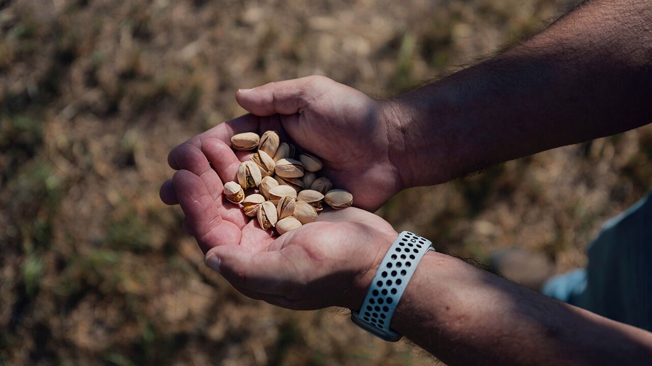 A pistachio farmer holding pistachios in both hands.
