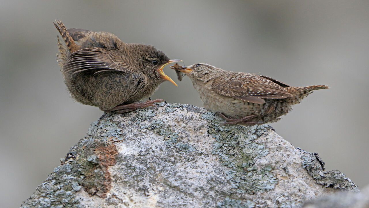 St Kilda wren chick on a stone wall being fed by an adult behind Main Street on Hirta Outer Hebrides.
