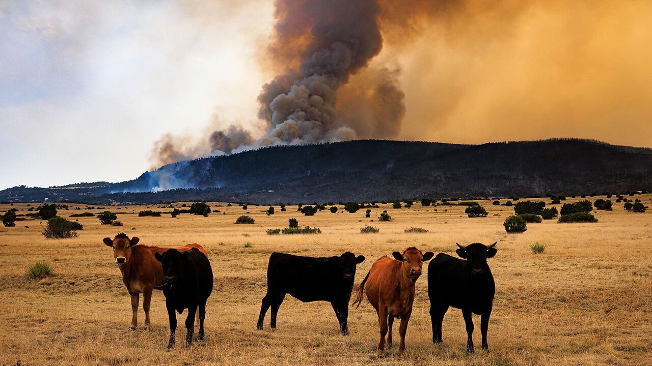 Cows stand in a field as the Aspen Acres fire burns in the background - Colorado City, Colorado, USA.