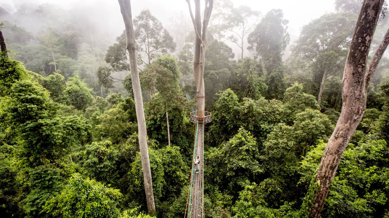 A man stands on a suspension bridge running through the canopy of relatively undisturbed lowland dipterocarp forest.