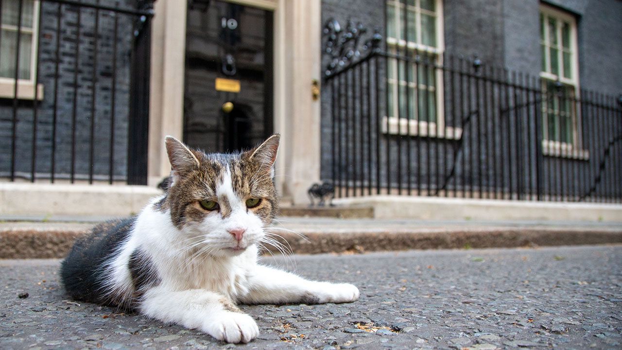 Larry the Cat outside 10 Downing Street, London
