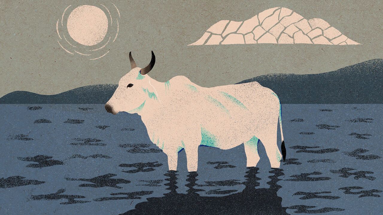 Illustration of a cow standing in a flood while the sun beats down on it