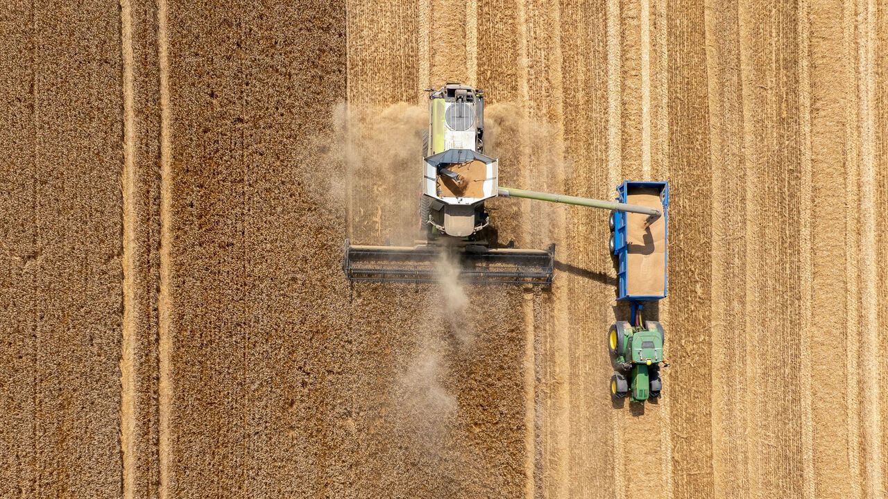 An aerial view Milling Wheat is harvested for Waddenhall Farms in Kent.