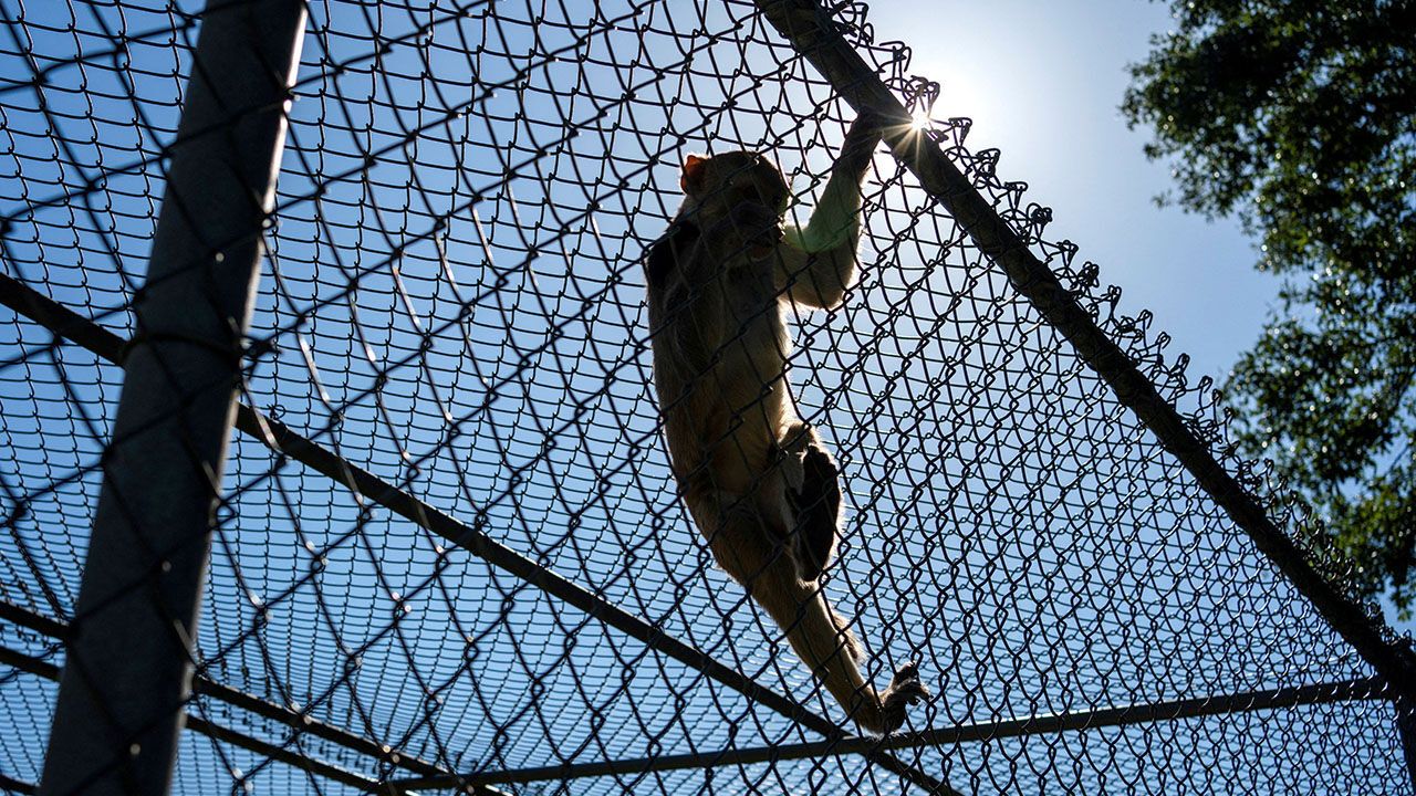 A rhesus macaque monkey climbs on the fence around its enclosure at the Tulane National Primate Research Center in Covington, Louisiana, United States