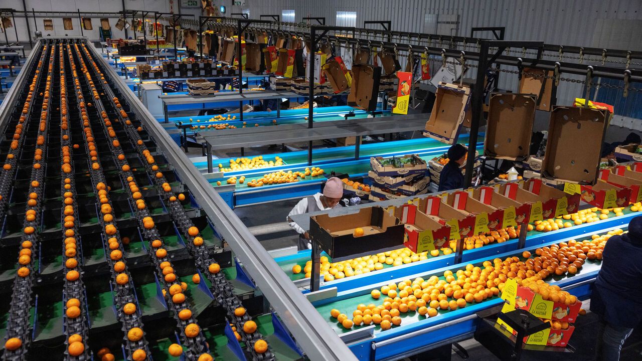 Oranges are graded, selected and packed at the packaging facility, South Africa.