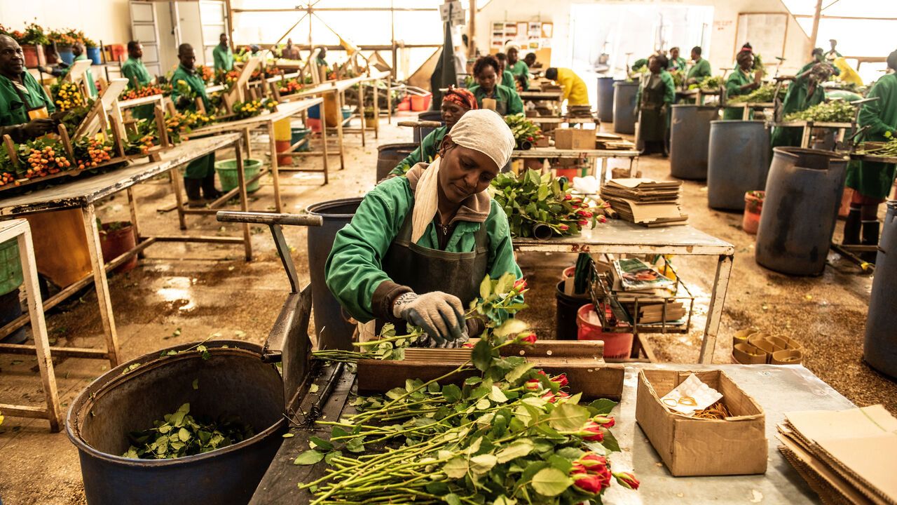 A worker cleans and packages roses at Wildfire Flowers.