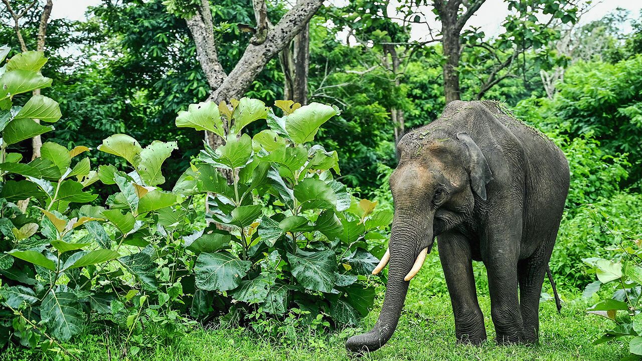 An elephant walks past plants at the Mudumalai national park in Nilgiri mountains, in India's Tamil Nadu state on July 30, 2024.