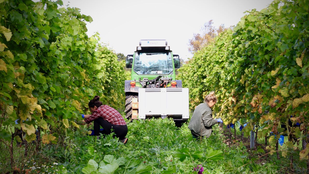 Grapes are picked at Kullabergs vineyard.