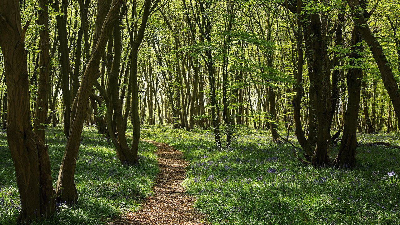 Heartwood Forest