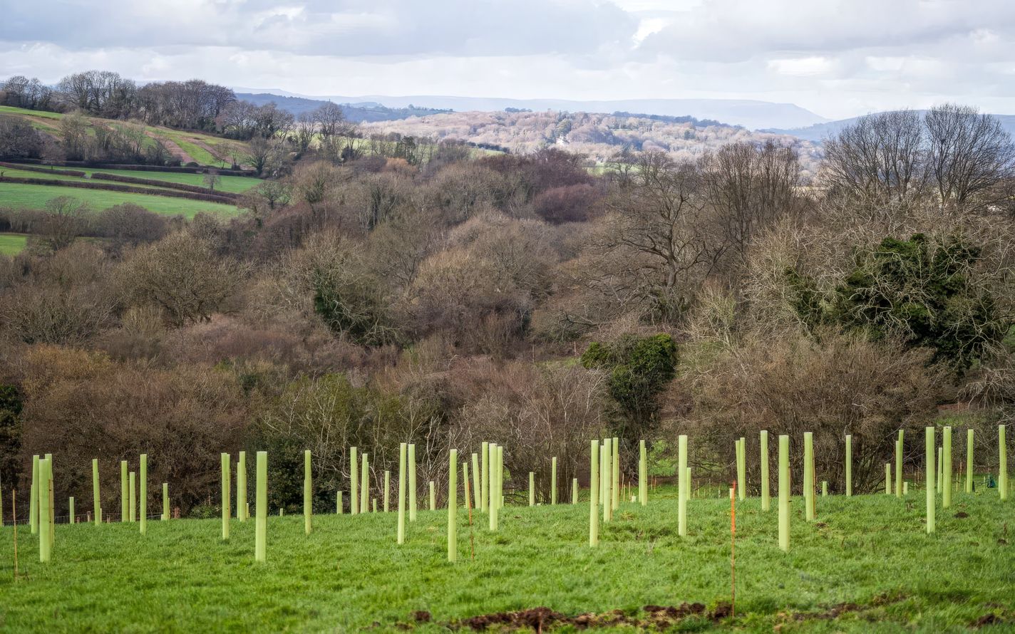 Hoarthorns saplings