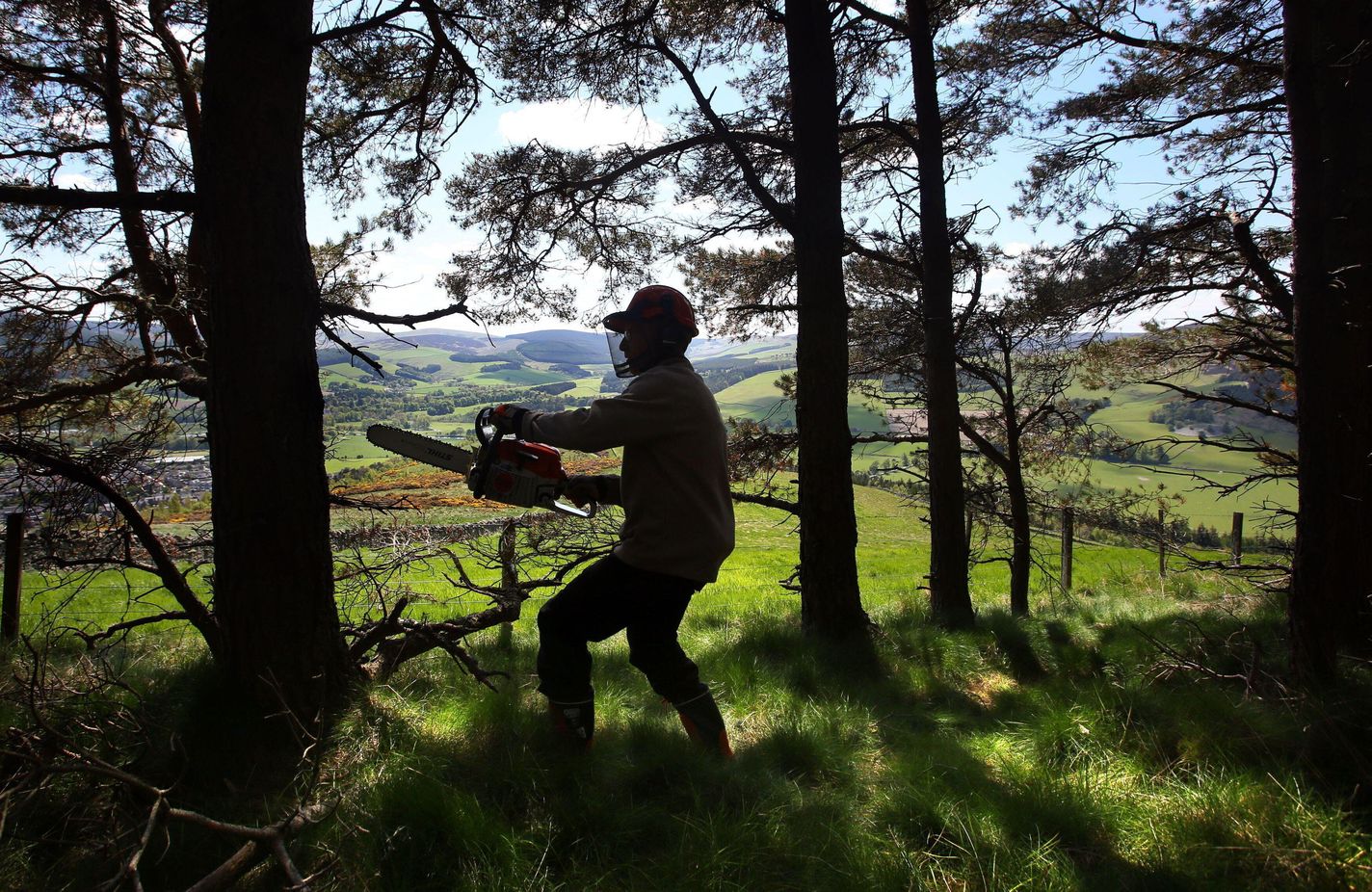 Tree felling in Scotland