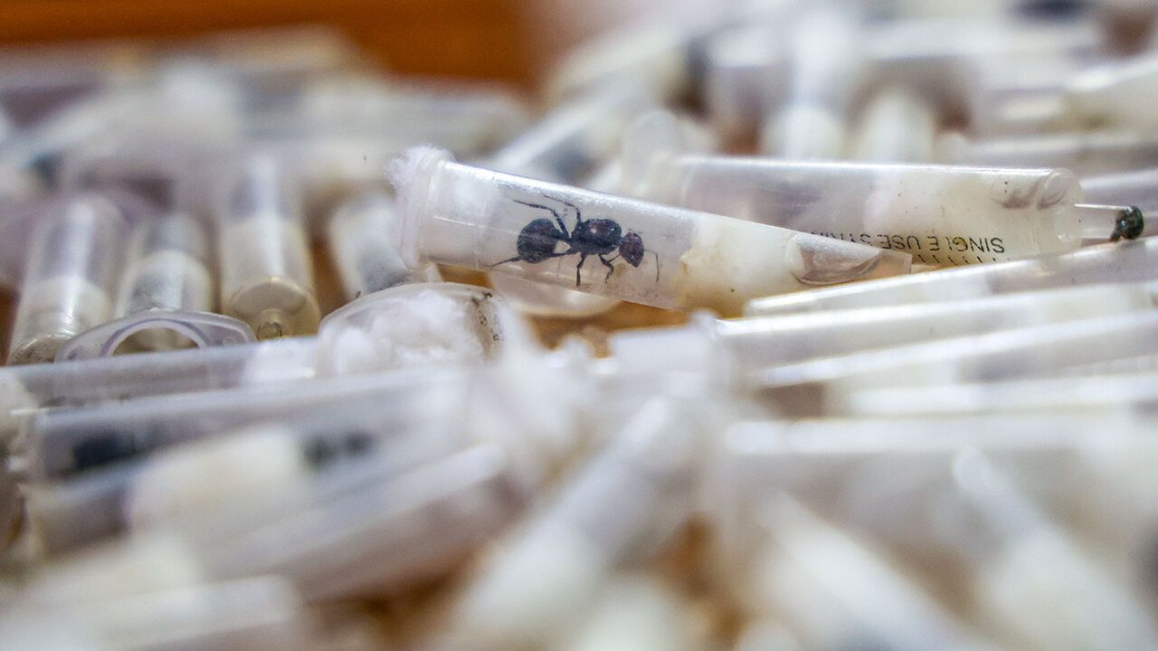 A live queen garden ant is seen inside a plastic syringe.