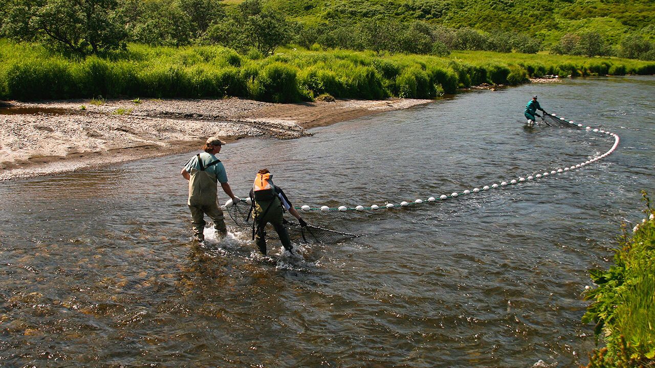 Researchers cast a net to catch Chum Salmon for genetic sampling.