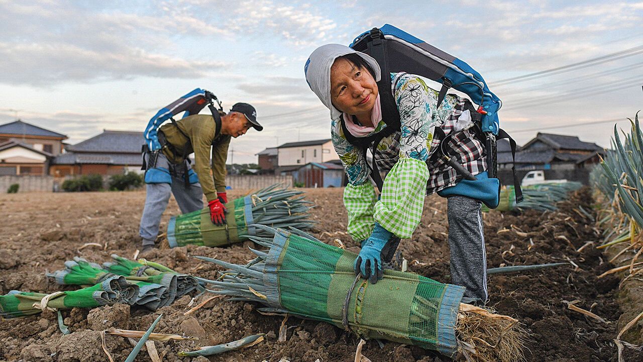Farmers wearing Innophys' exoskeleton muscle suits while harvesting Japanese leeks.