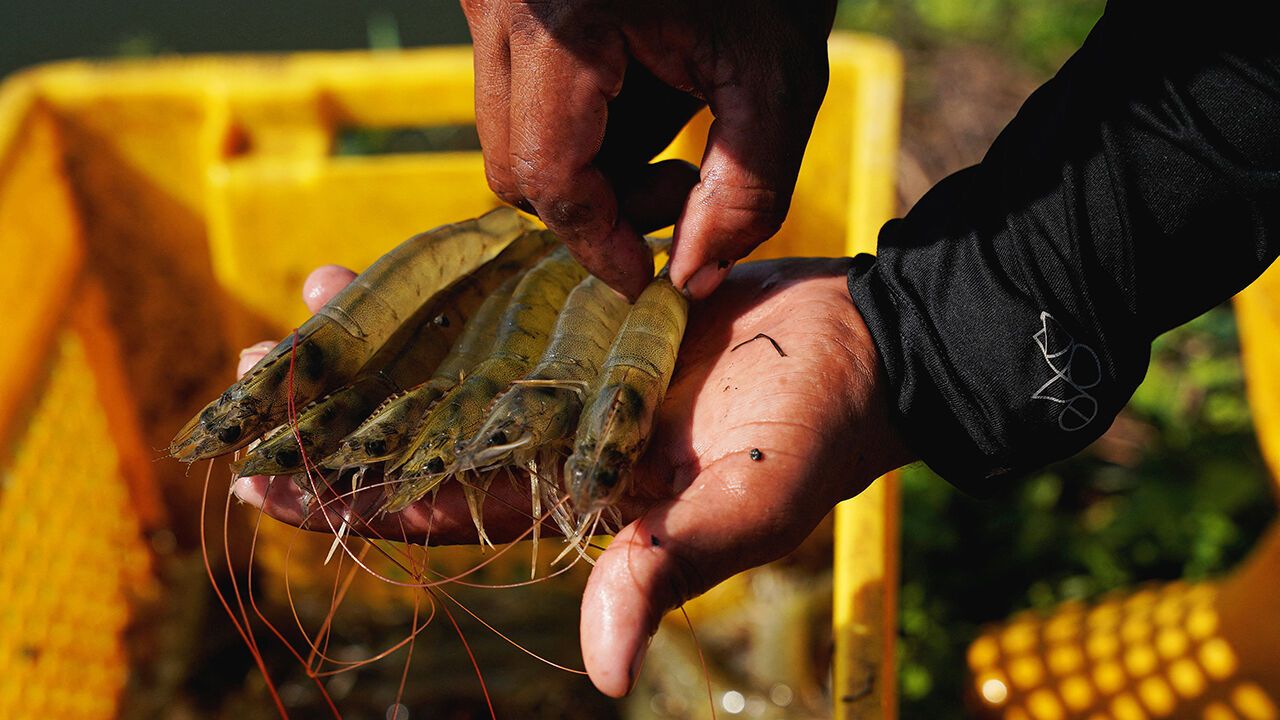 Fresh shrimp caught from a pond, in Taura, Ecuador.
