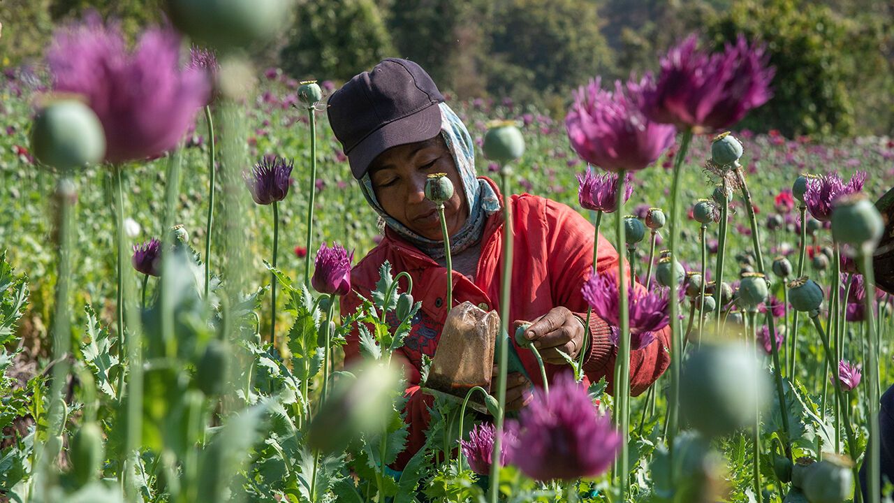 A woman from an Internally Displaced People community (IDP) in Southern Shan state collects raw opium paste from a poppy field, Shan State, Myanmar 2025