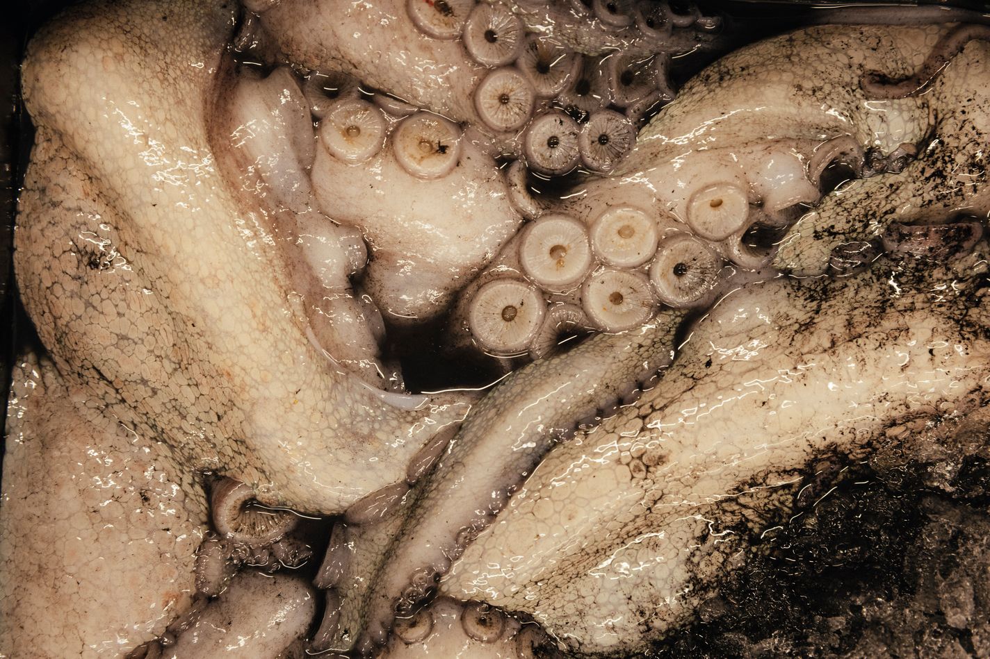 Brixham Fisheries, Octopus.