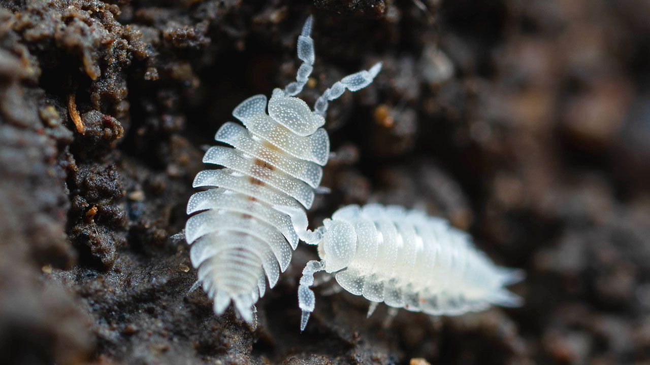 Two Ant woodlouse.