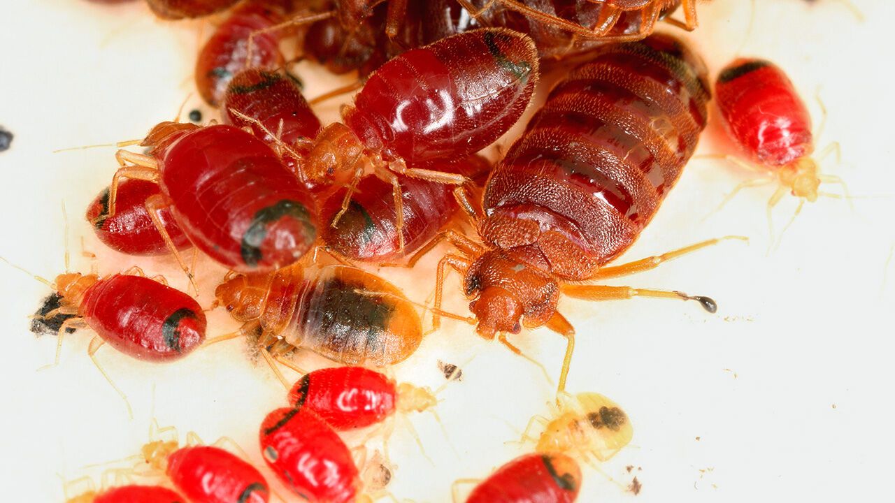 Bed bugs after blood meal