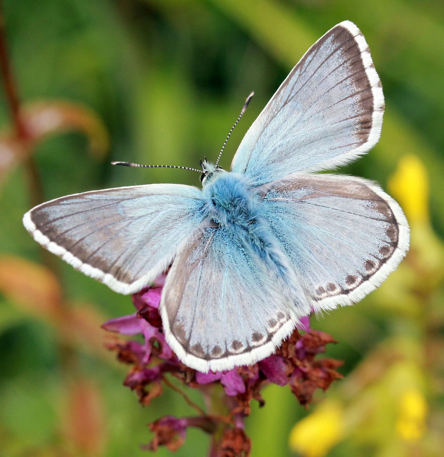 Chalkhill blueButterflies