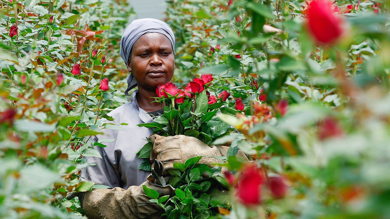 A worker harvests flowers in a greenhouse in Kenya