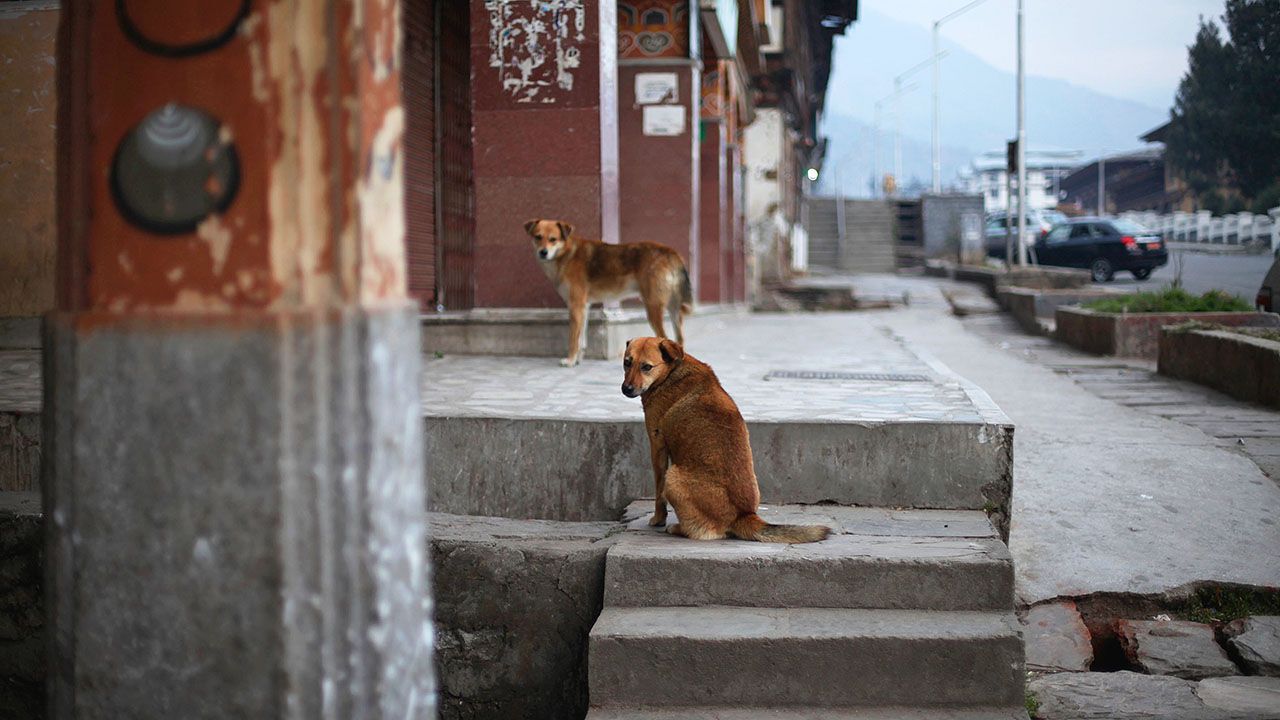 Dogs in Thimphu, Bhutan