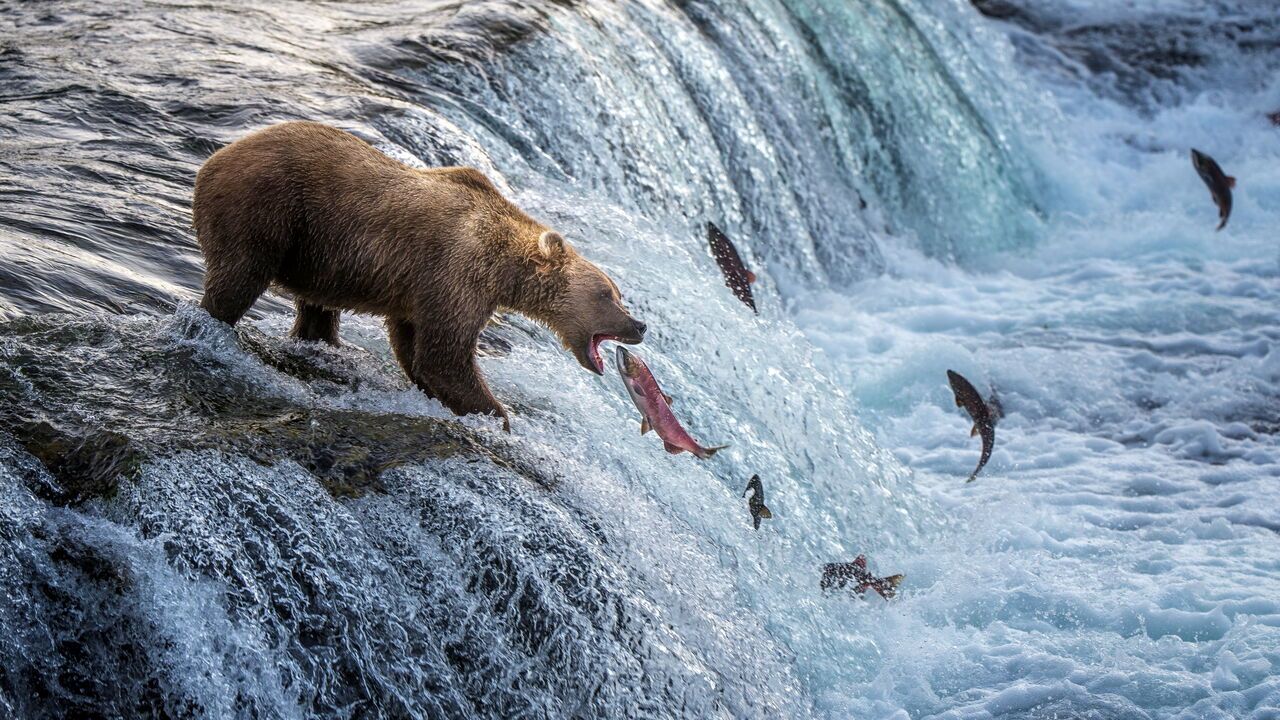 A Brown bear catches salmon in Alaska.