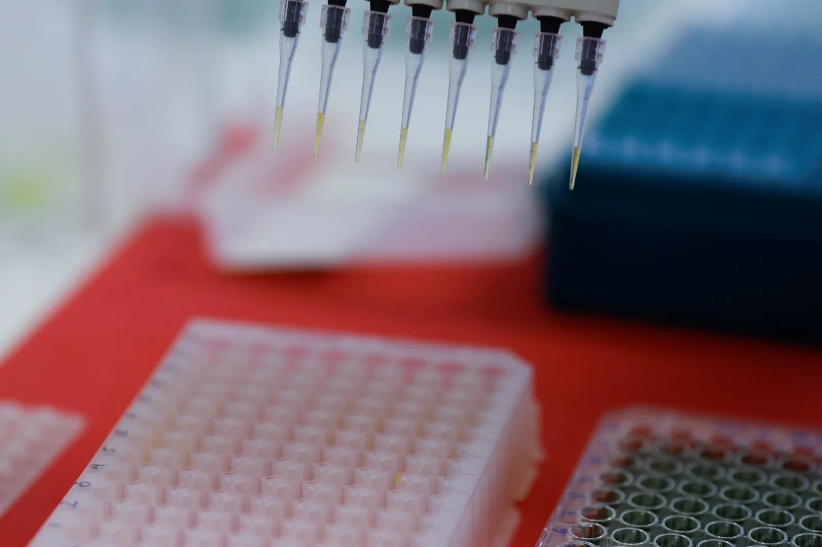 Testing for avian flu antibodies in Campinas, Brazil, April 2023